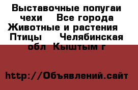 Выставочные попугаи чехи  - Все города Животные и растения » Птицы   . Челябинская обл.,Кыштым г.